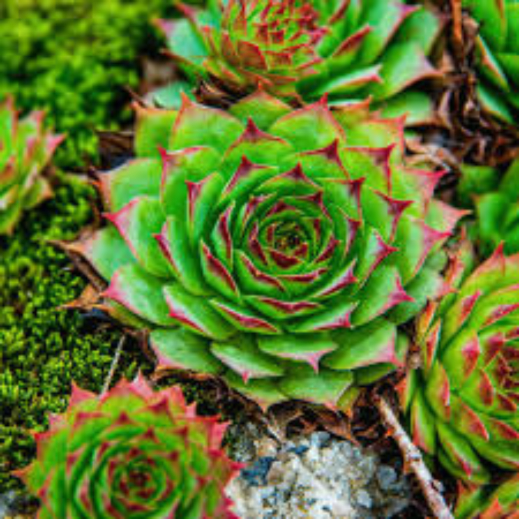 Lakshmi Kamal (Goddess Lakshmi) - Image 2