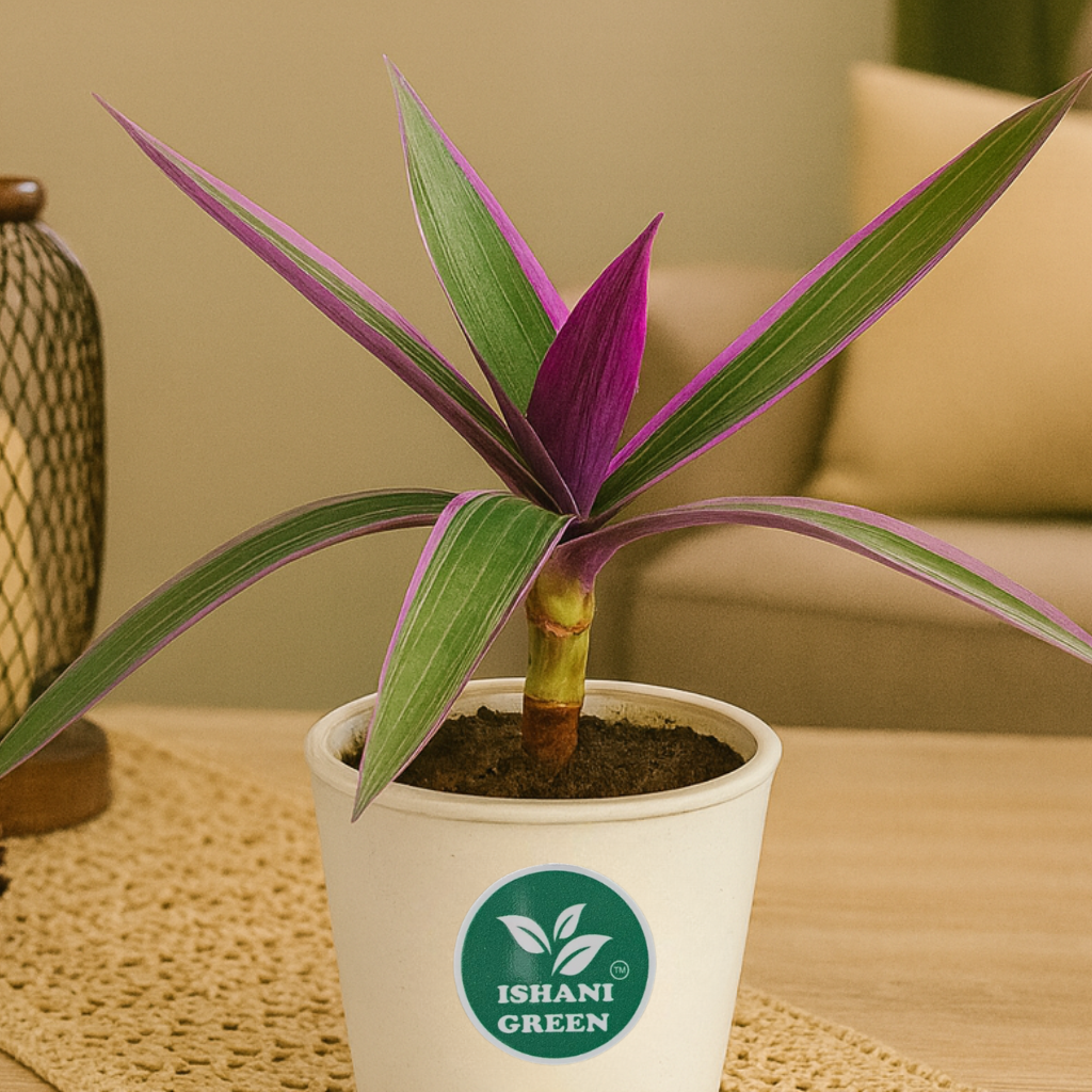 Rhoeo Plant, Rhoeo Discolor (Tricolor, Variegated) - Image 2