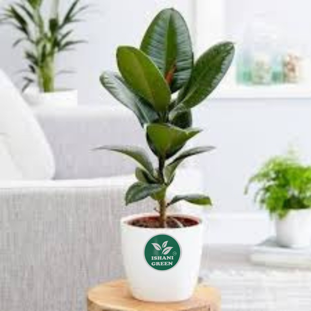 Rubber Plant (Ficus Elastica) - Image 2