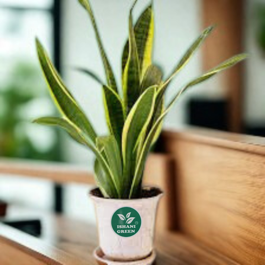 Hahnii Snake-Sansevieria Trifasciata - Image 2