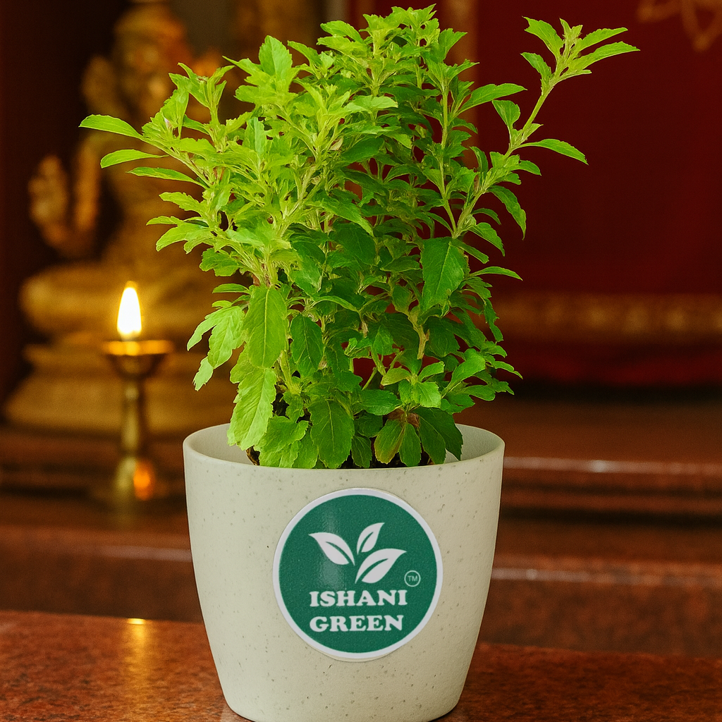 Tulshi(Both Shyam & Ram) - Image 2