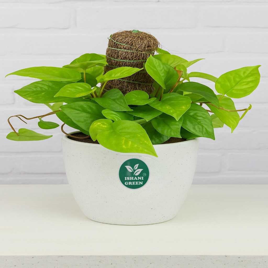 Betal Leaf - Image 2