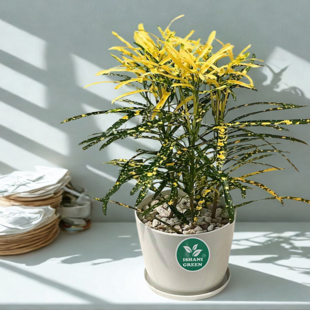 CrotonPetra-Gold Dust Thin Leaf - Image 2