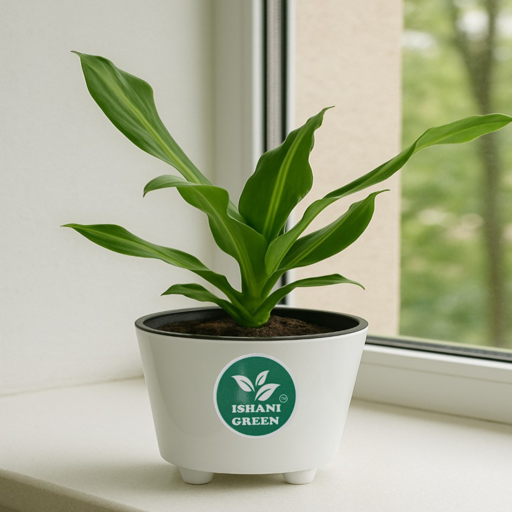 Cornstalk Plant (Dracaena Fragrans) - Image 2