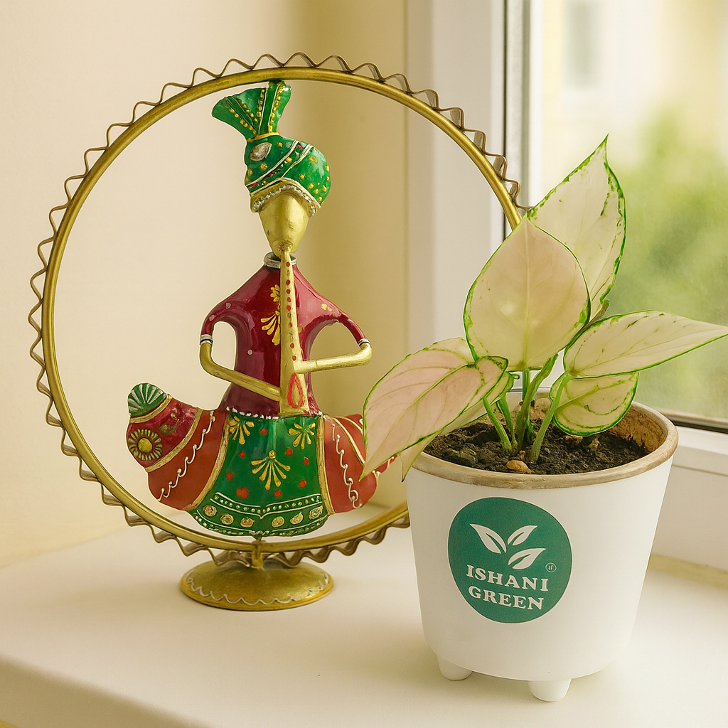 Aglaonema snow white variegated foliage displayed indoors in white planter for clean modern interior styling