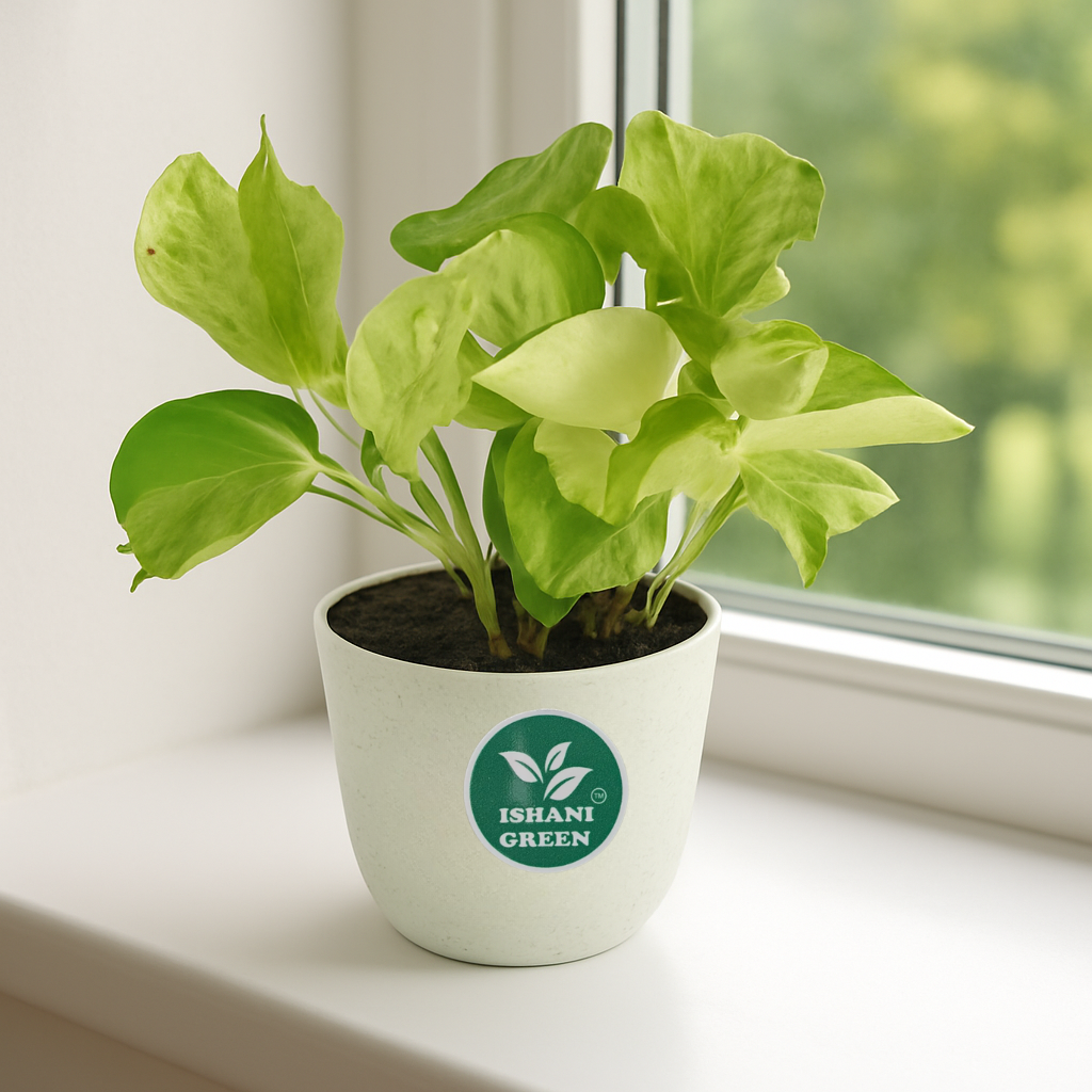 Manjula' Pothos Plant Money Plant - Image 3