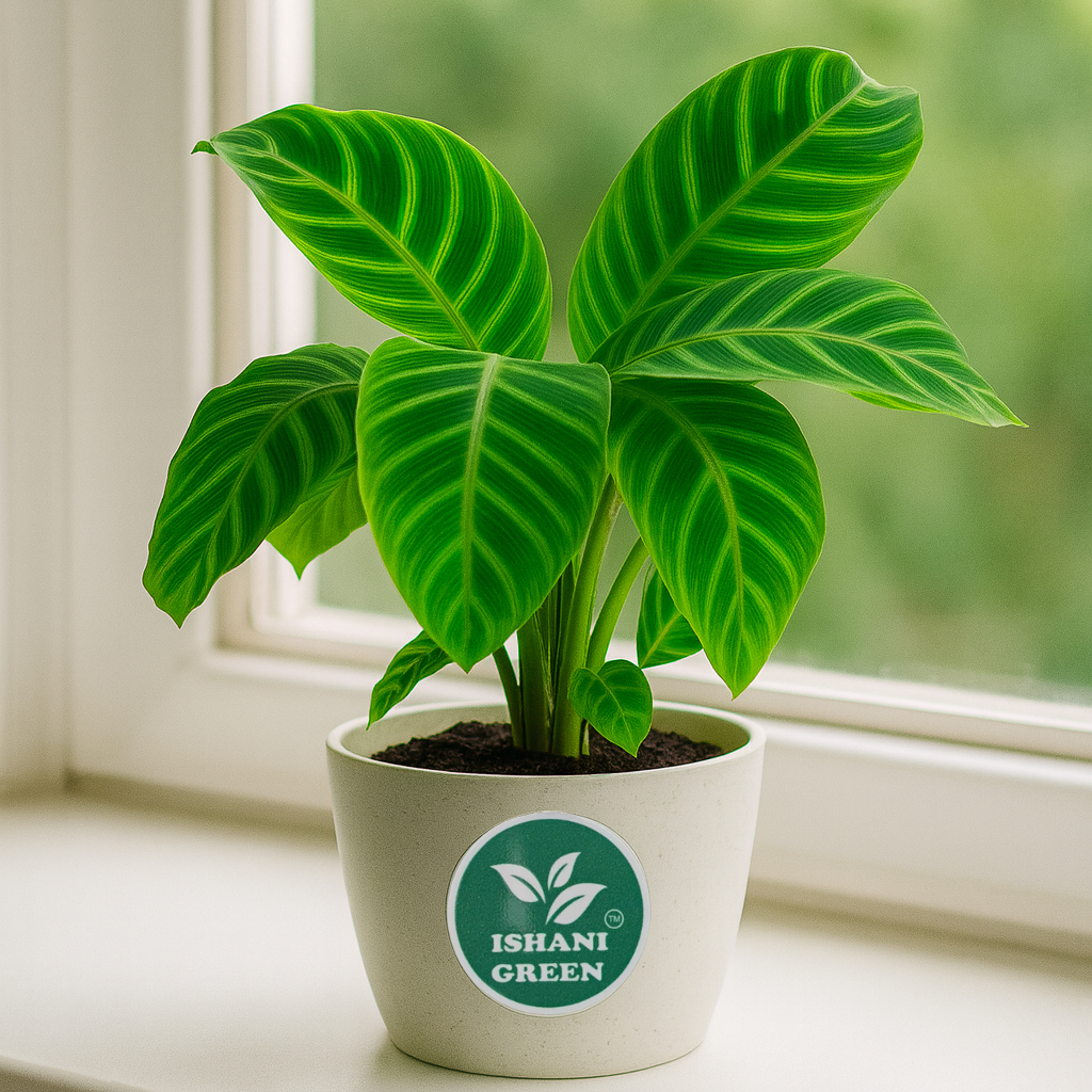 Zabrina (Calathea-Zebra Plant) - Image 3