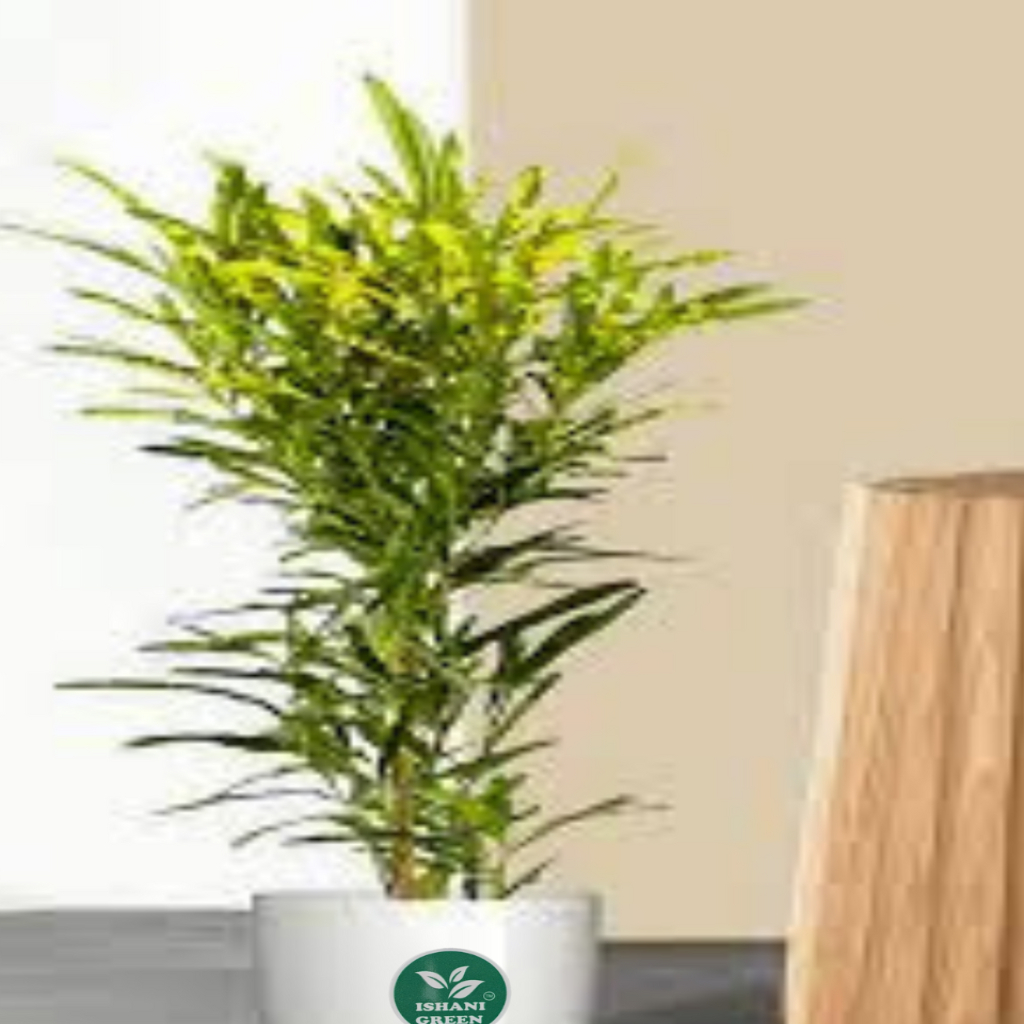 CrotonPetra-Gold Dust Thin Leaf - Image 3