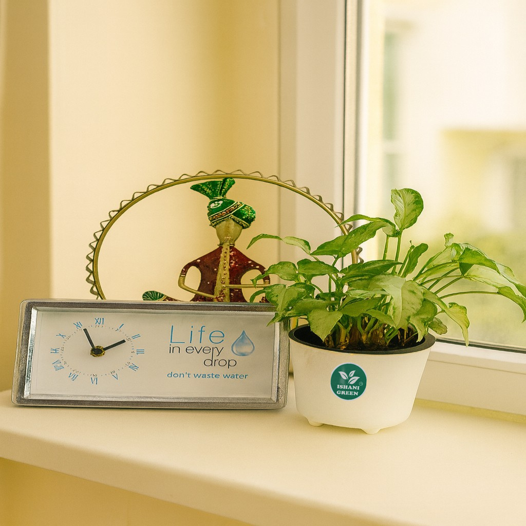 Arrowhead Plant (Syngonium)-Small - Image 3