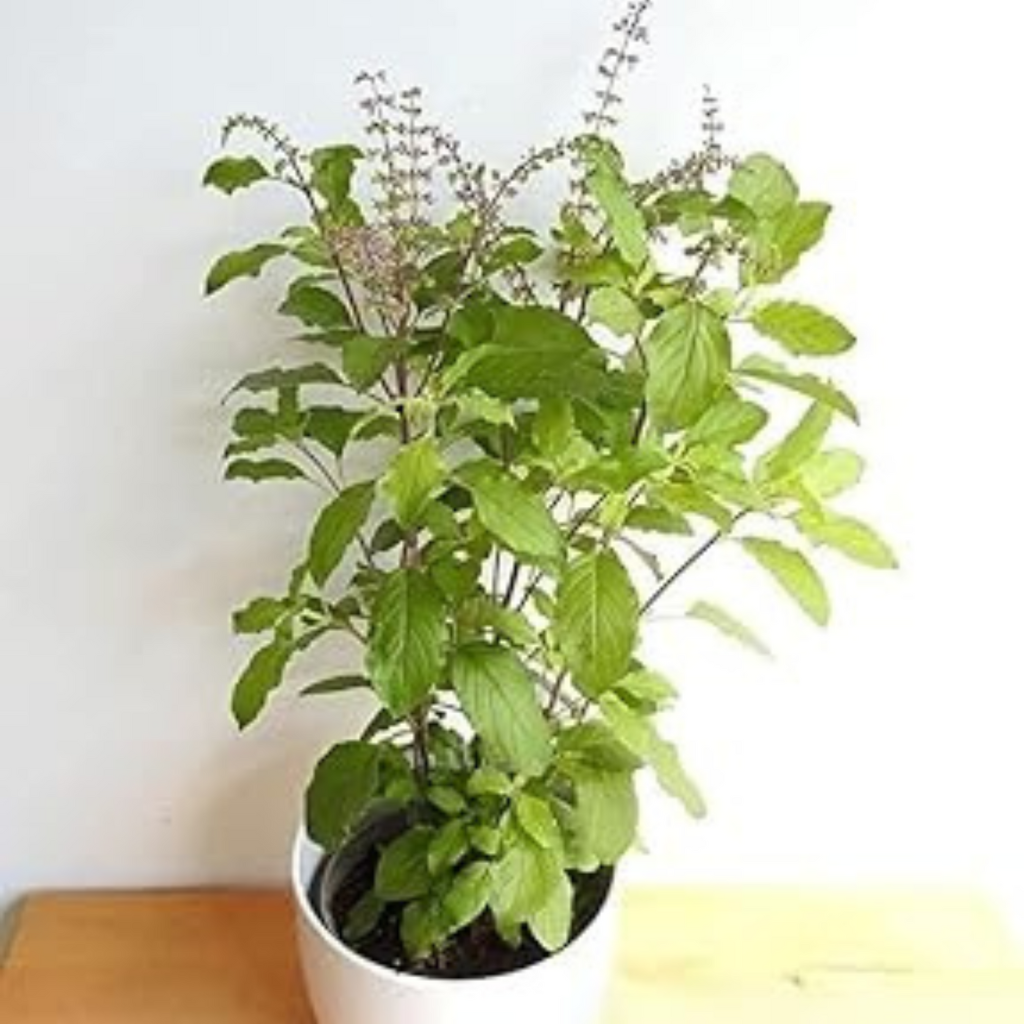 Tulshi(Both Shyam & Ram) - Image 3