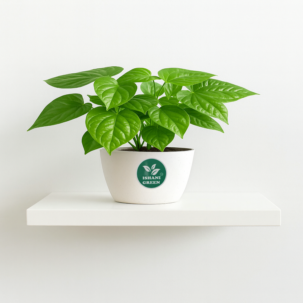 Betal Leaf - Image 3