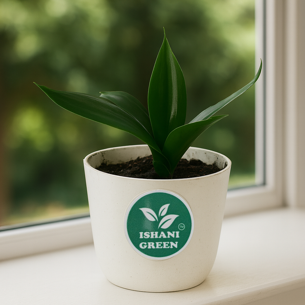 Sansevieria-Black Dragon - Image 3