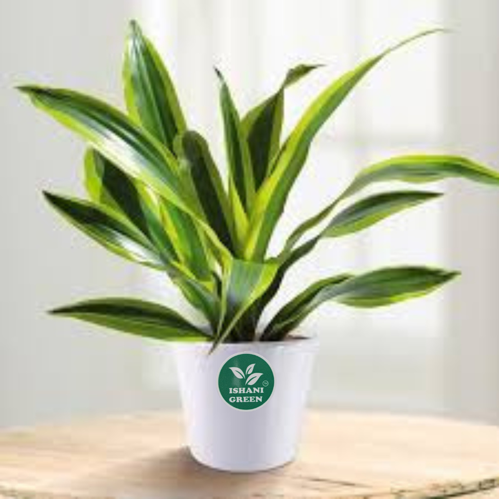 Cornstalk Plant (Dracaena Fragrans) - Image 3