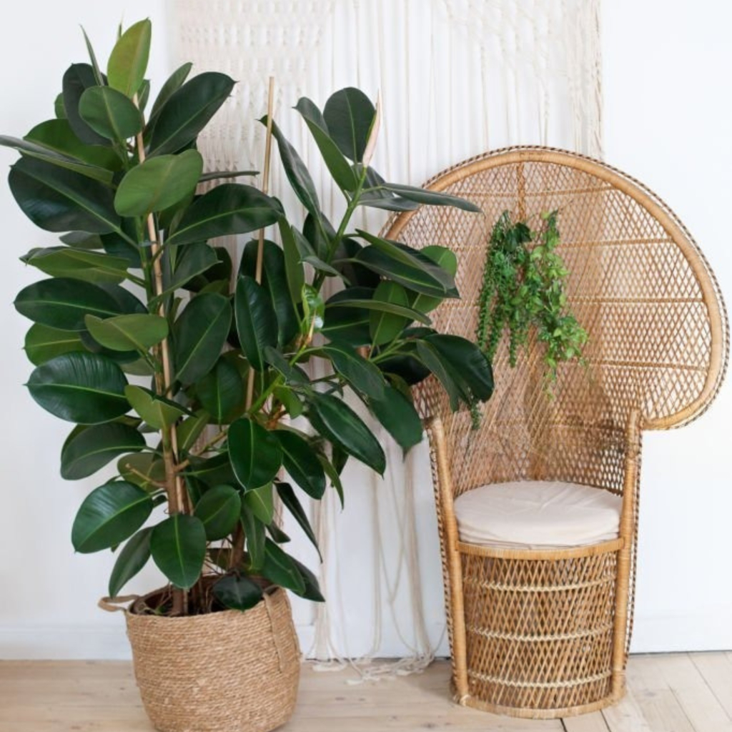 Rubber Plant (Ficus Elastica) - Image 3