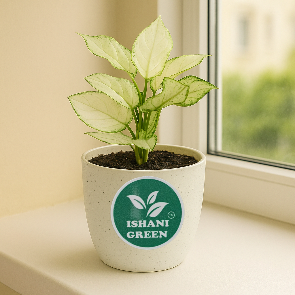 Aglaonema snow white variegated foliage displayed indoors in white planter for clean modern interior styling