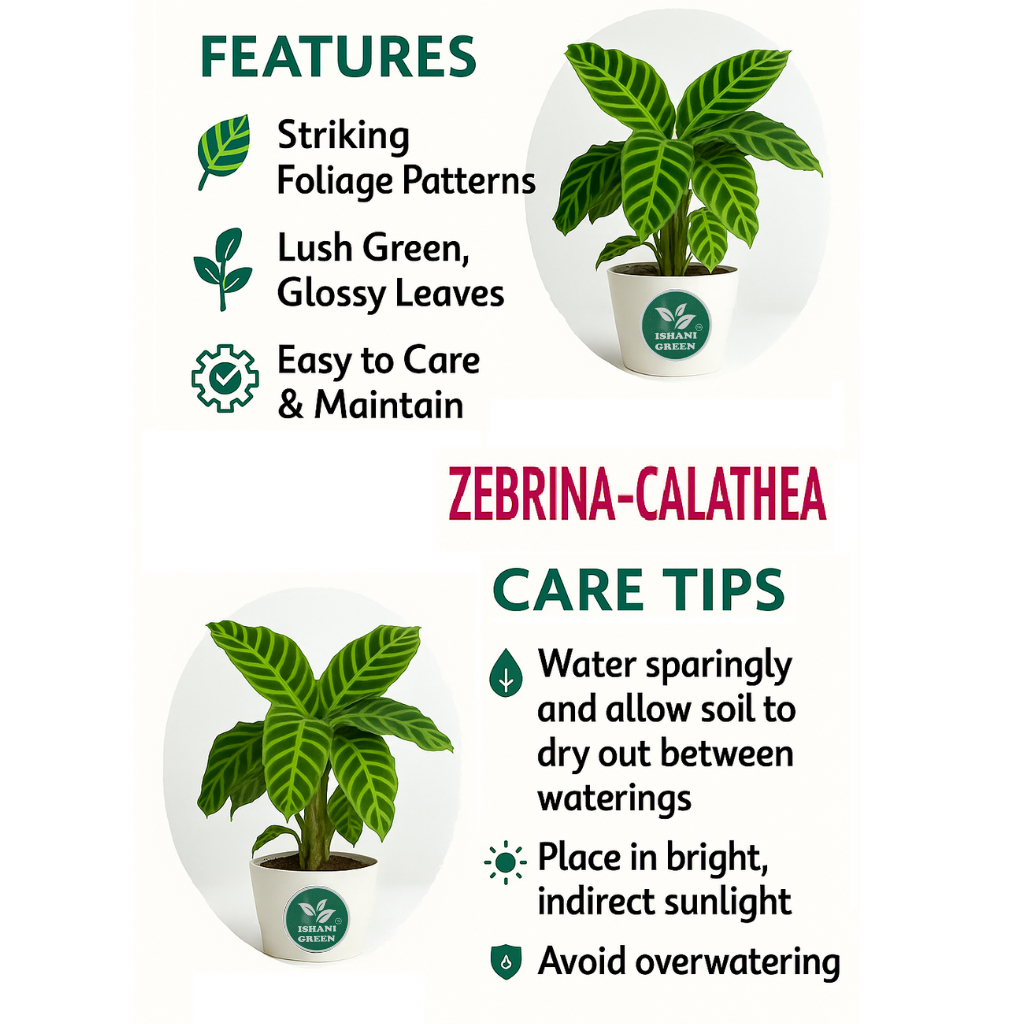 Zabrina (Calathea-Zebra Plant) - Image 4