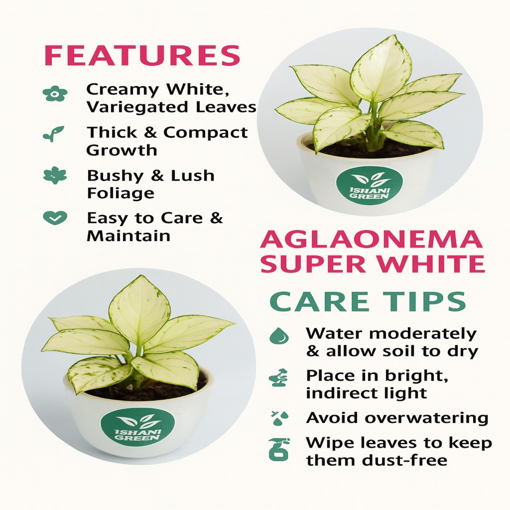 Aglaonema snow white variegated foliage displayed indoors in white planter for clean modern interior styling