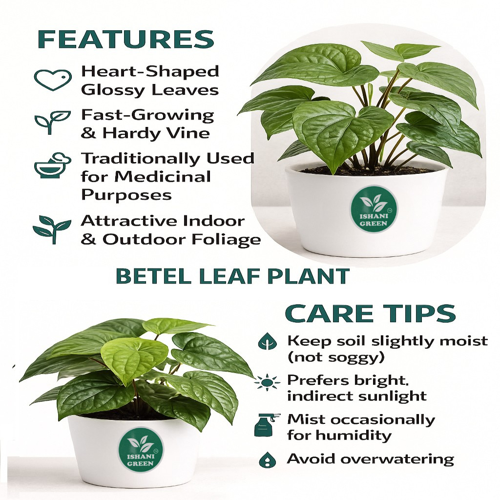 Betal Leaf - Image 6