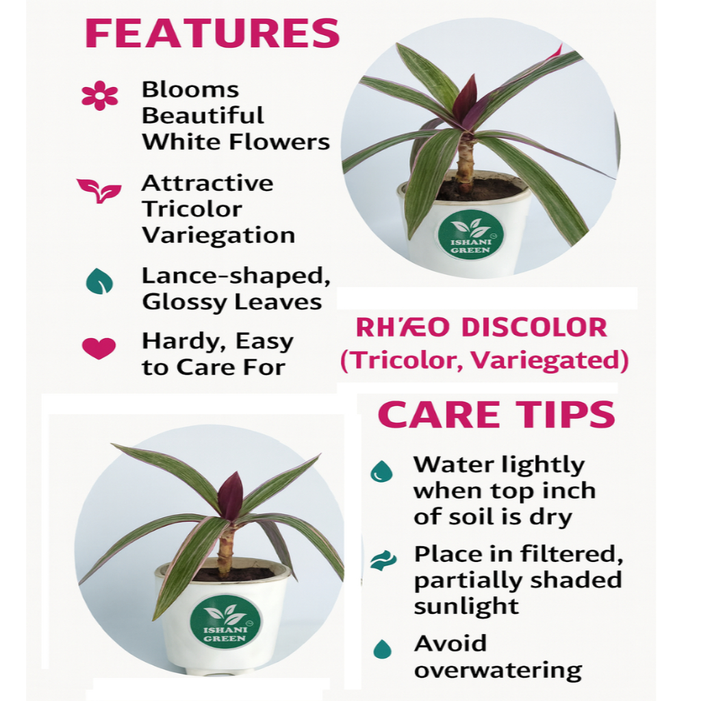 Rhoeo Plant, Rhoeo Discolor (Tricolor, Variegated) - Image 4