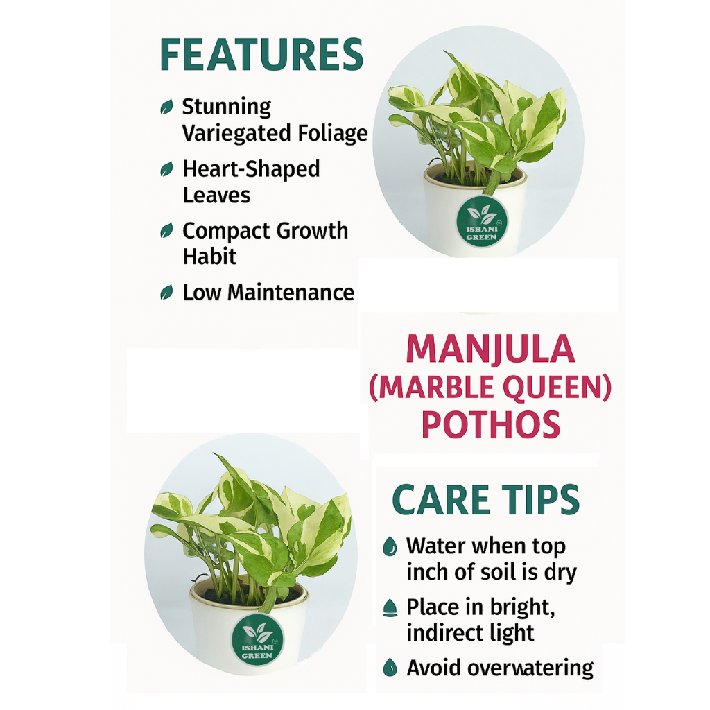 Manjula' Pothos Plant Money Plant - Image 4