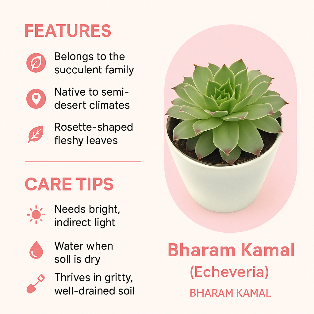 Lakshmi Kamal (Goddess Lakshmi) - Image 4