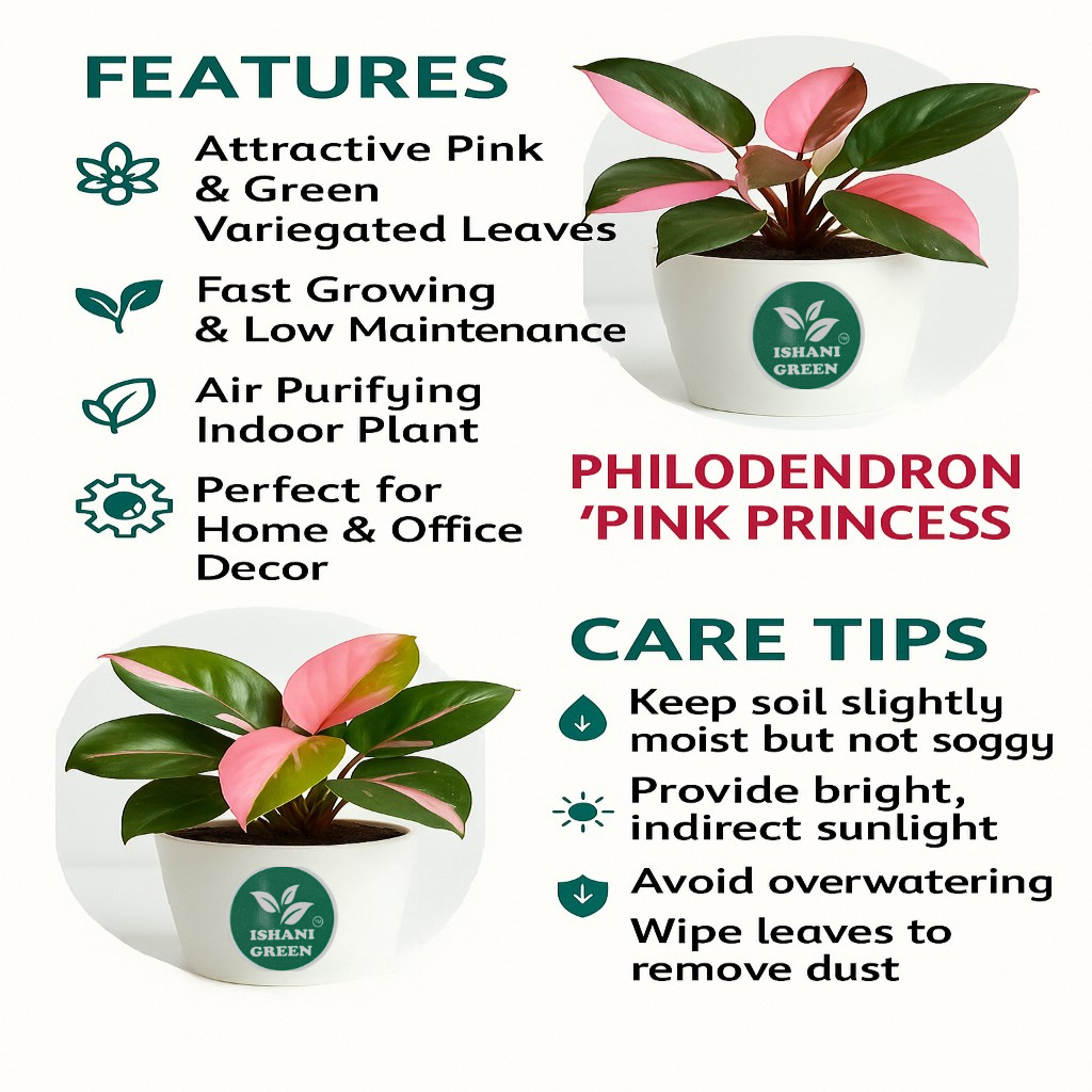 Philodendron (Philodendron Spp.) - Image 4