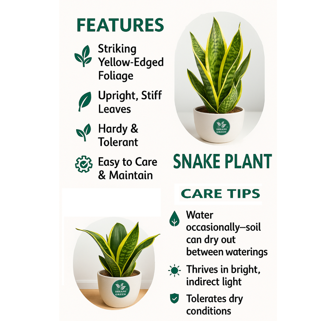 Hahnii Snake-Sansevieria Trifasciata - Image 4