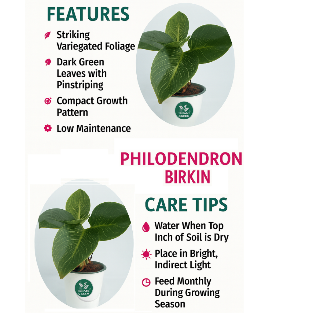 Philodendron Birkin Plant - Image 4