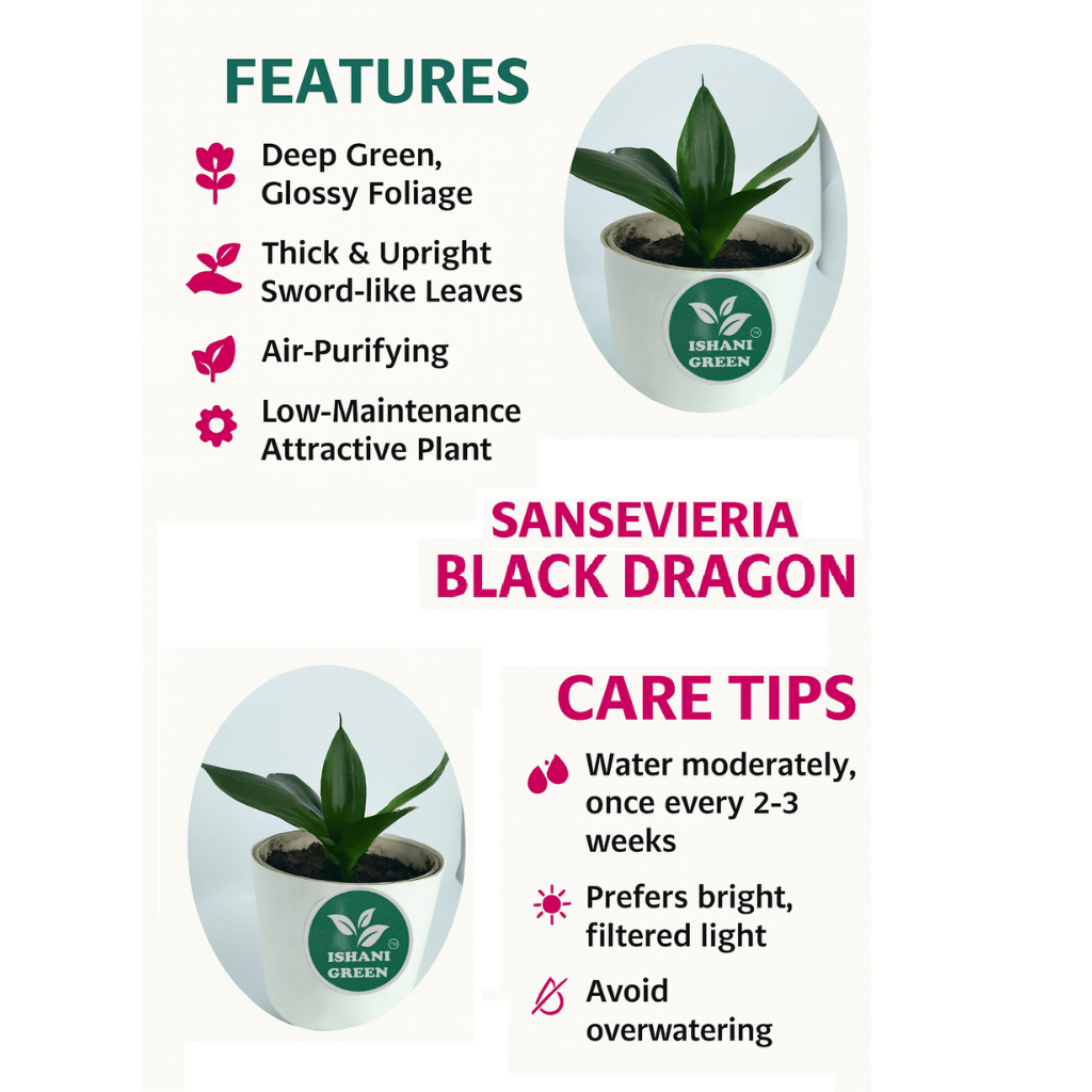 Sansevieria-Black Dragon - Image 4