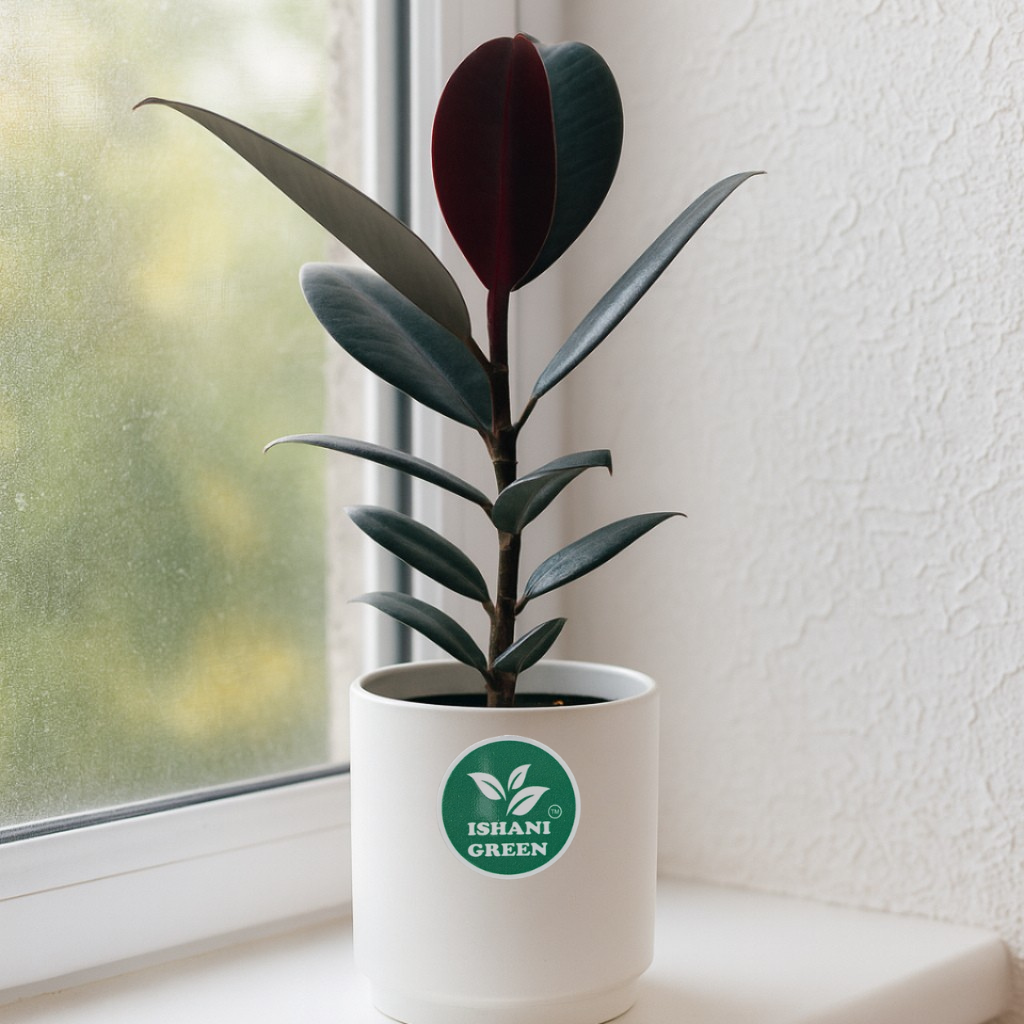 Rubber Plant (Ficus Elastica) - Image 4