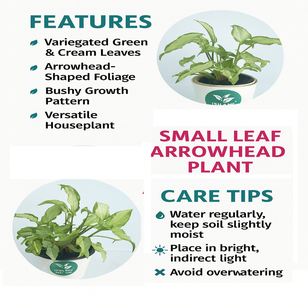 Arrowhead Plant (Syngonium)-Small - Image 4