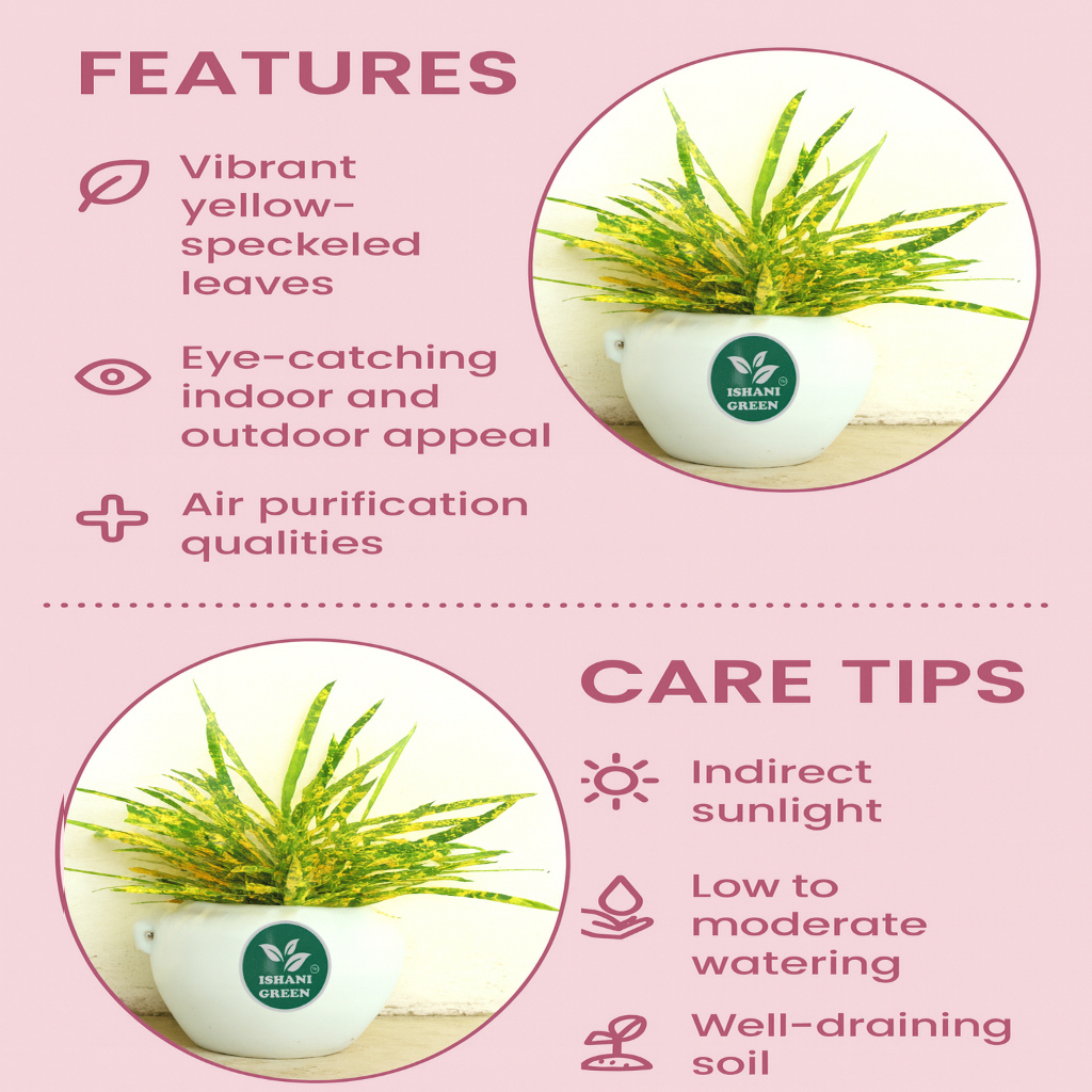 CrotonPetra-Gold Dust Thin Leaf - Image 4