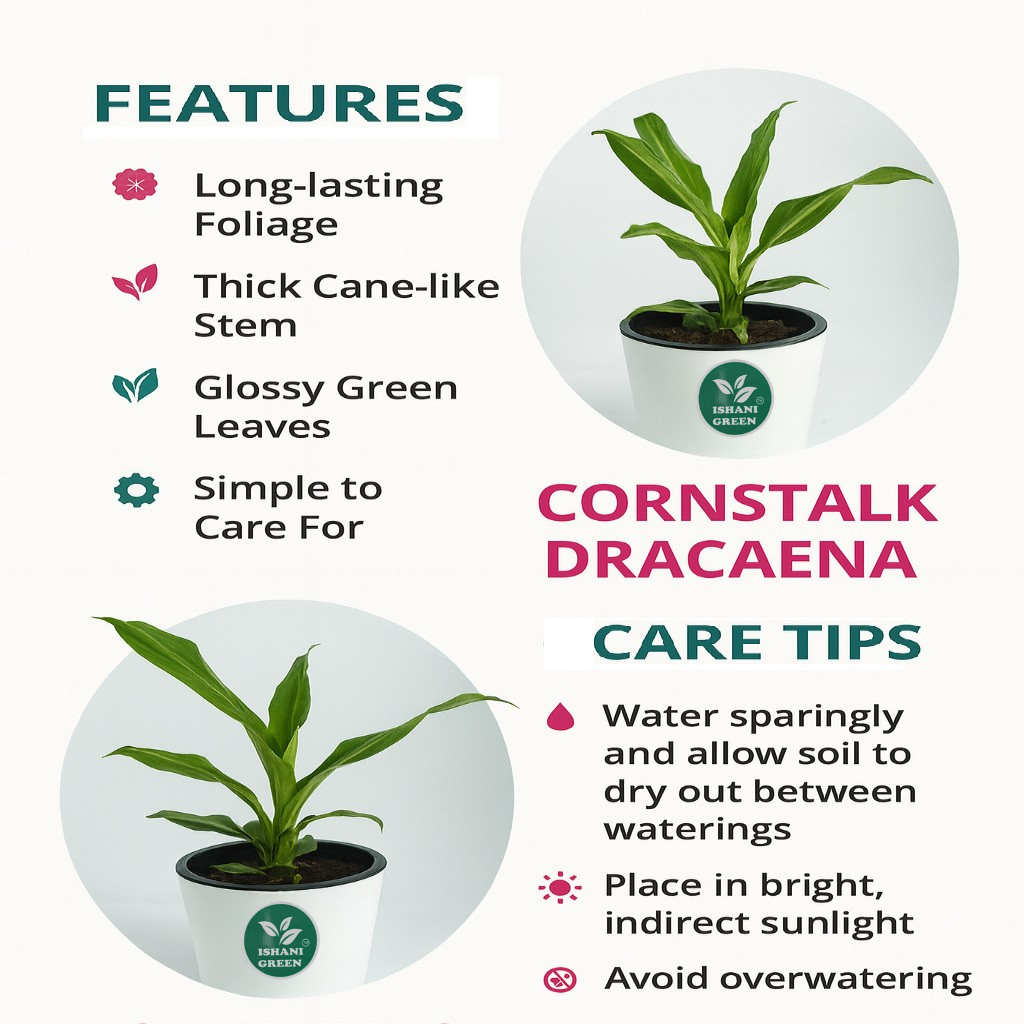 Cornstalk Plant (Dracaena Fragrans) - Image 4