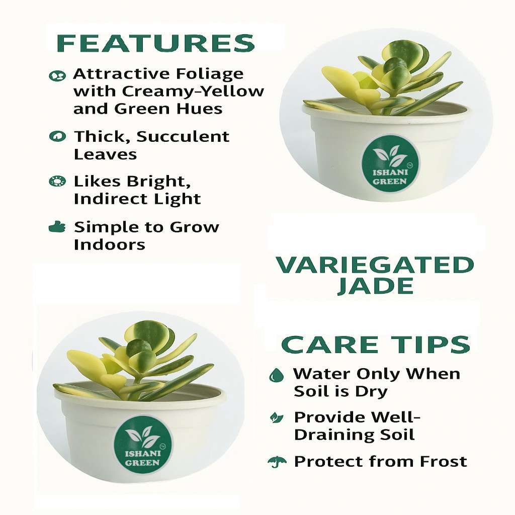 Jade Plant (Variegated/Lemon Lime Jade) - Image 4