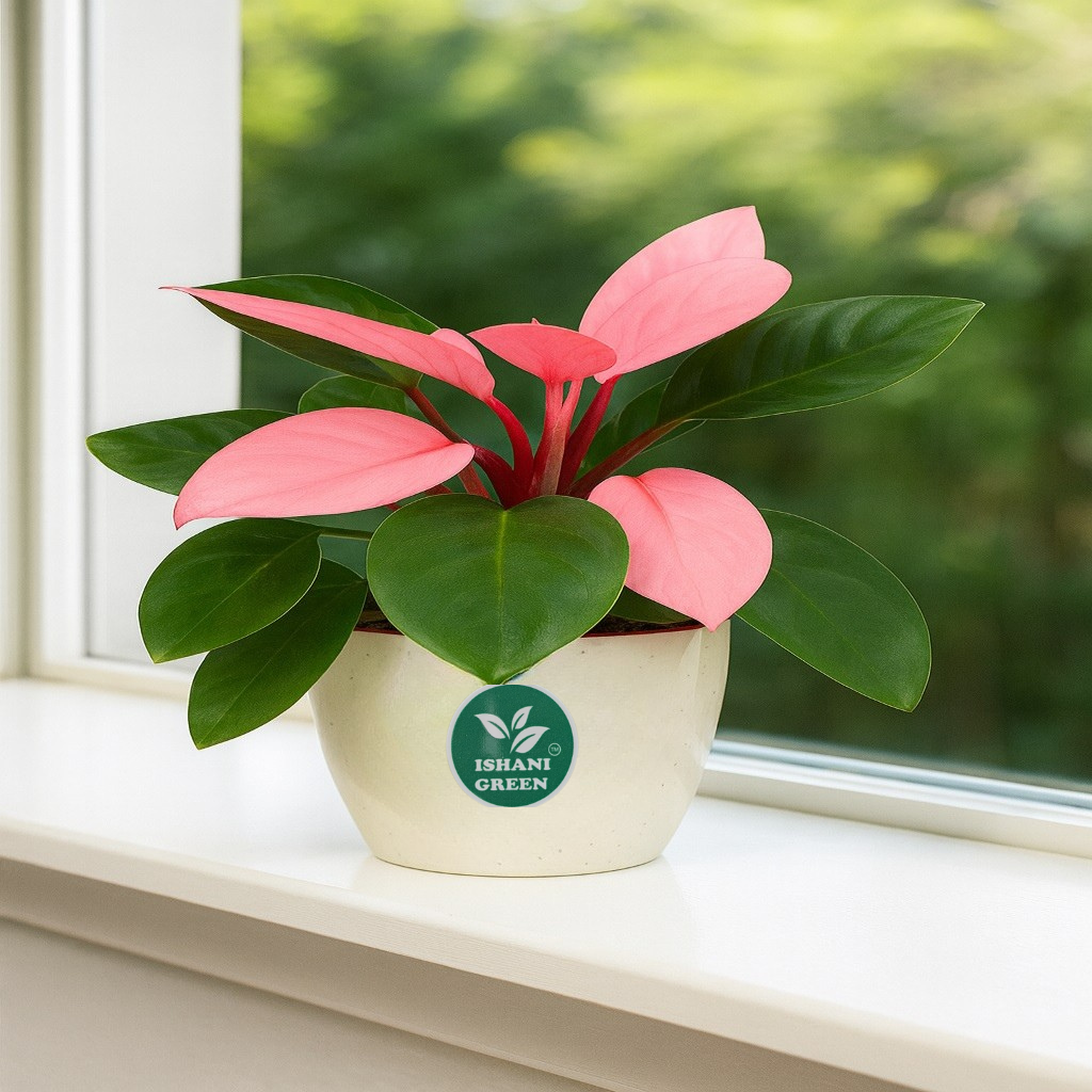 Philodendron (Philodendron Spp.) - Image 5