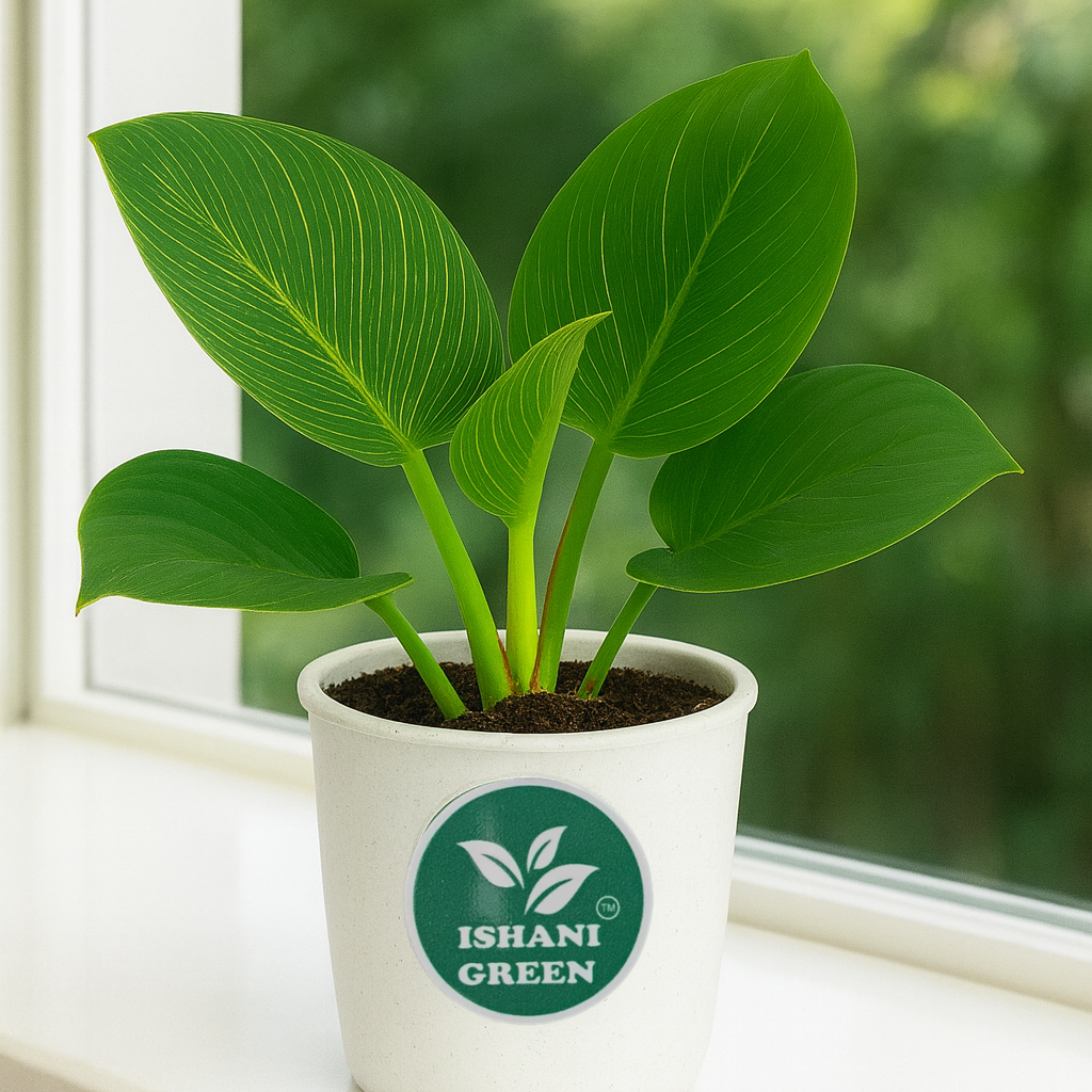 Philodendron Birkin Plant - Image 5