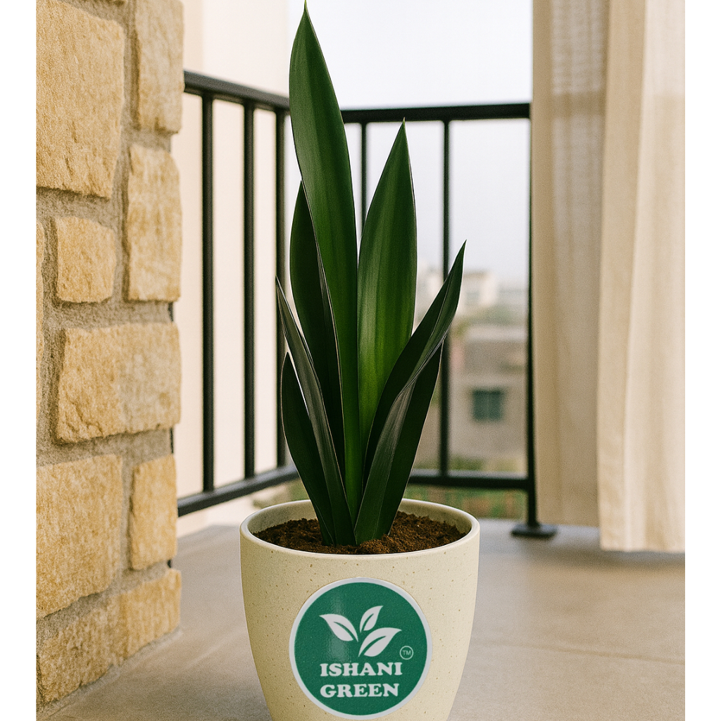 Sansevieria-Black Dragon - Image 5