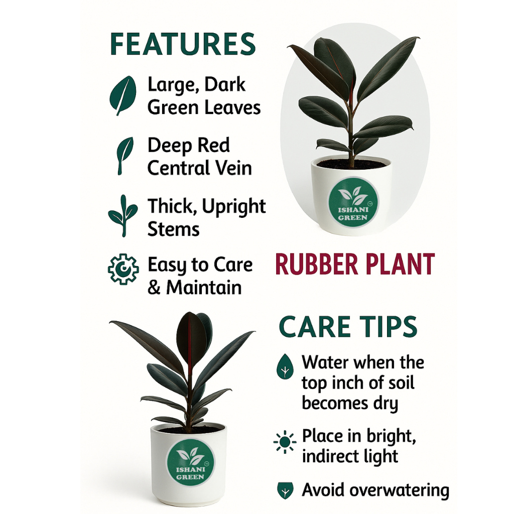 Rubber Plant (Ficus Elastica) - Image 5