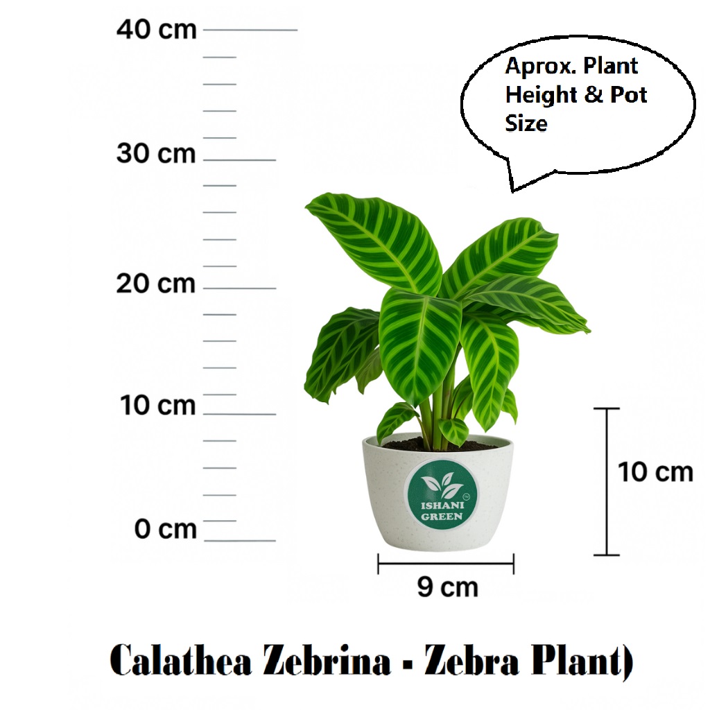 Zabrina (Calathea-Zebra Plant) - Image 6
