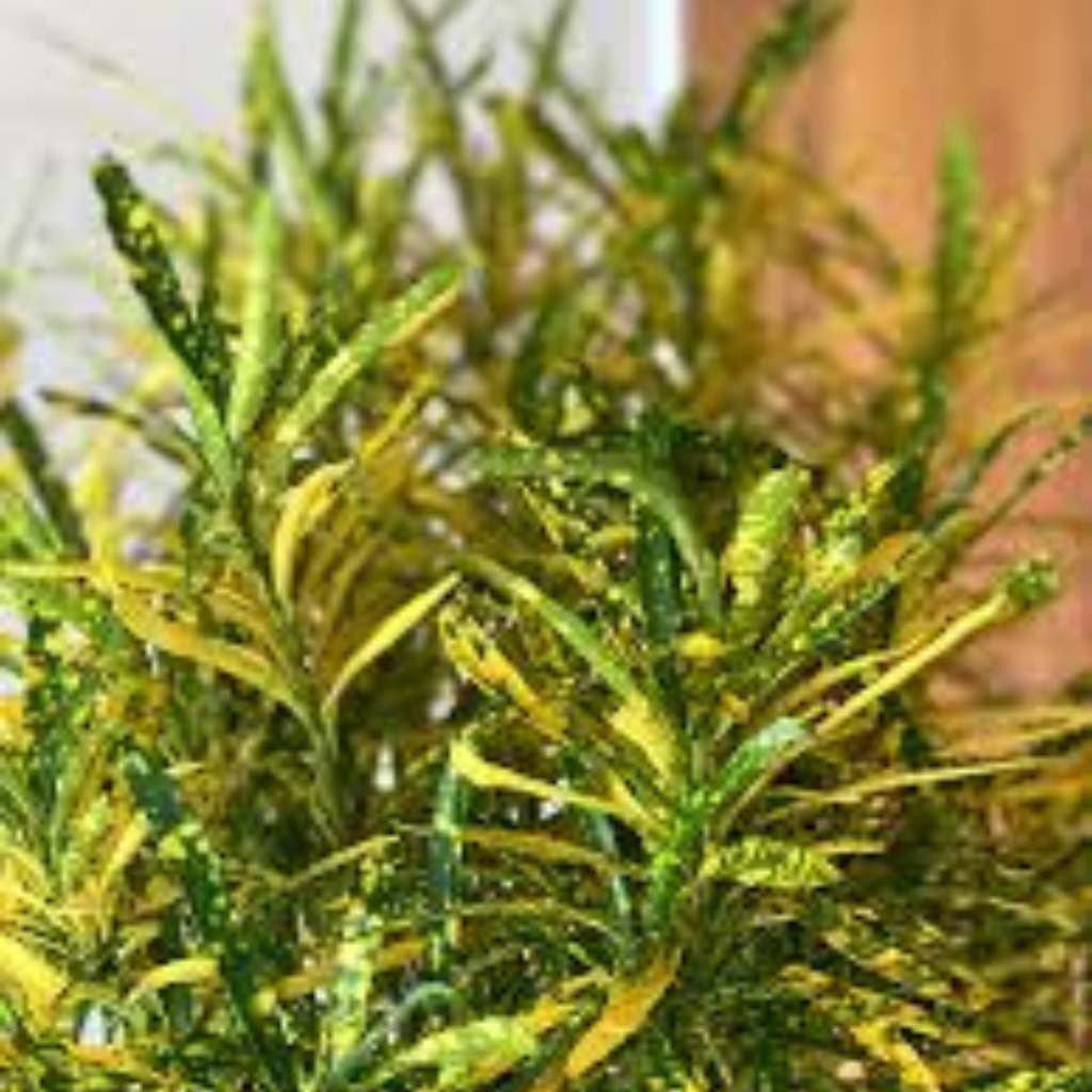 CrotonPetra-Gold Dust Thin Leaf - Image 5