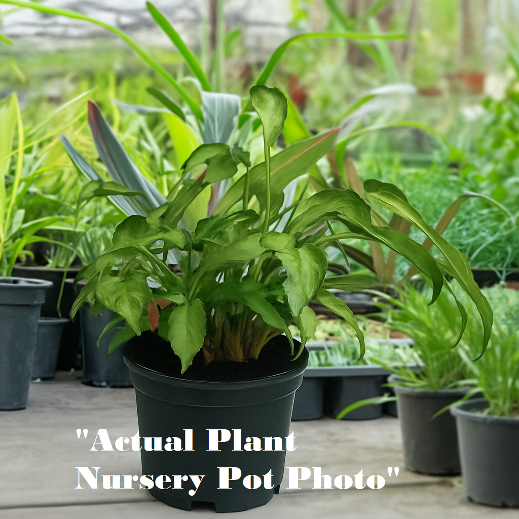 Arrowhead Plant (Syngonium)-Small - Image 5