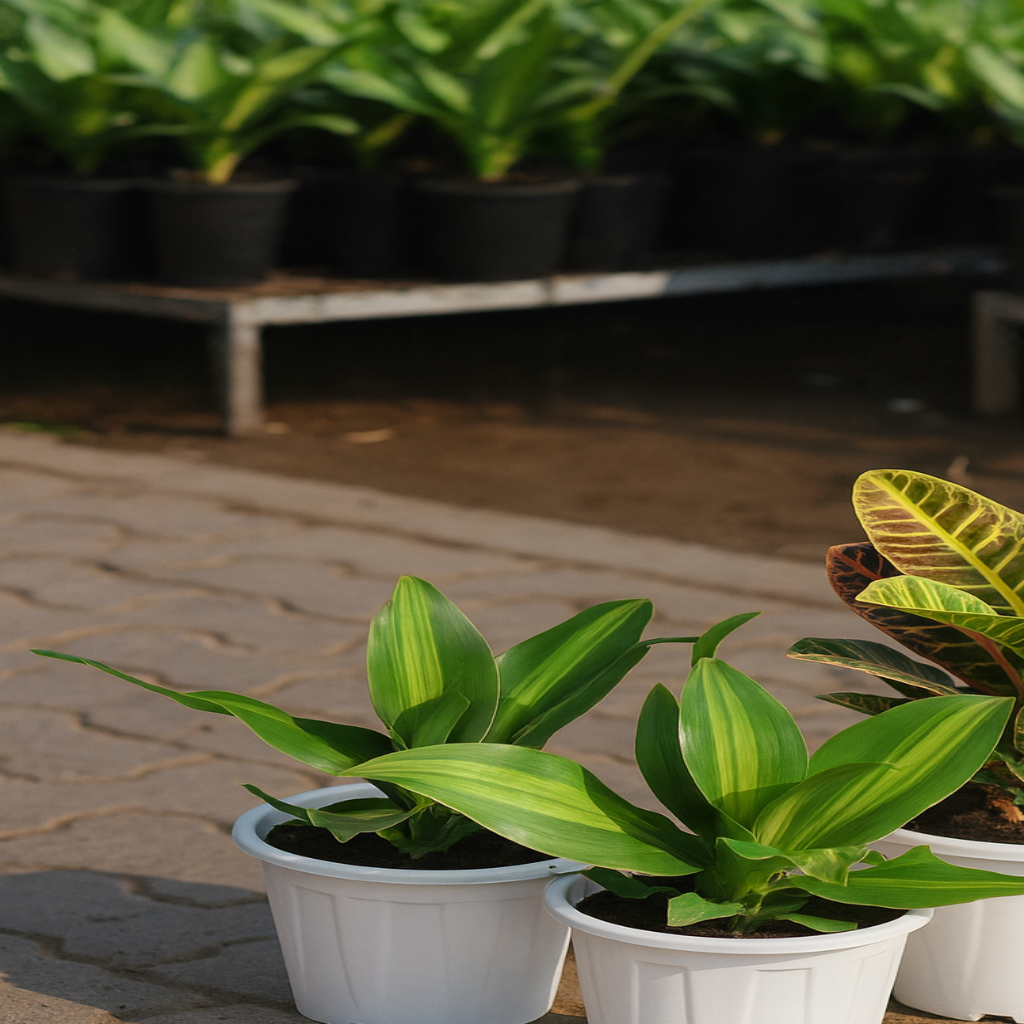 Cornstalk Plant (Dracaena Fragrans) - Image 5