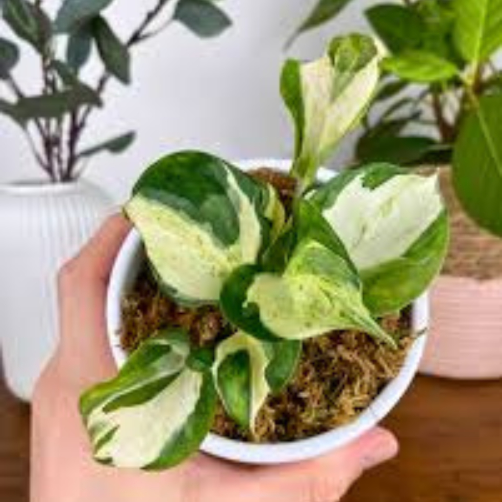 Manjula' Pothos Plant Money Plant - Image 5