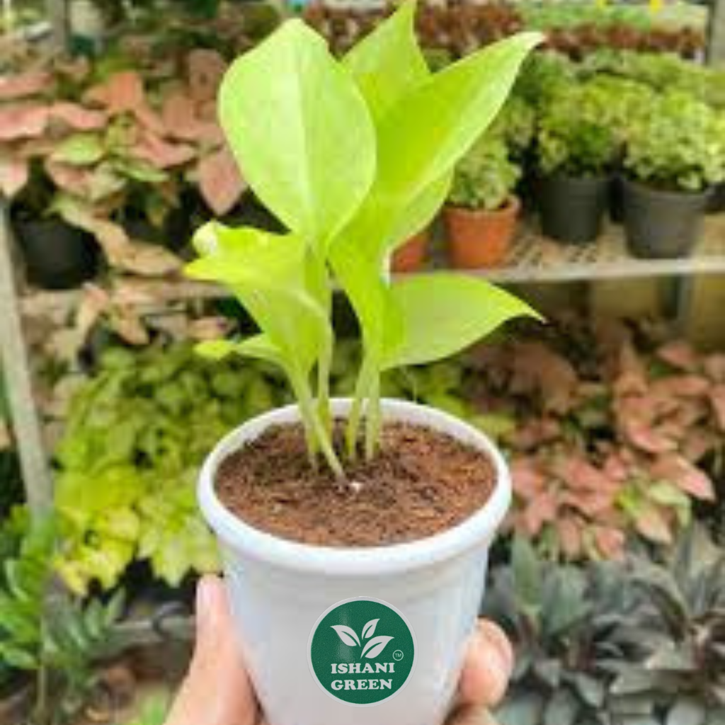 Money Plant (Golden) - Image 5