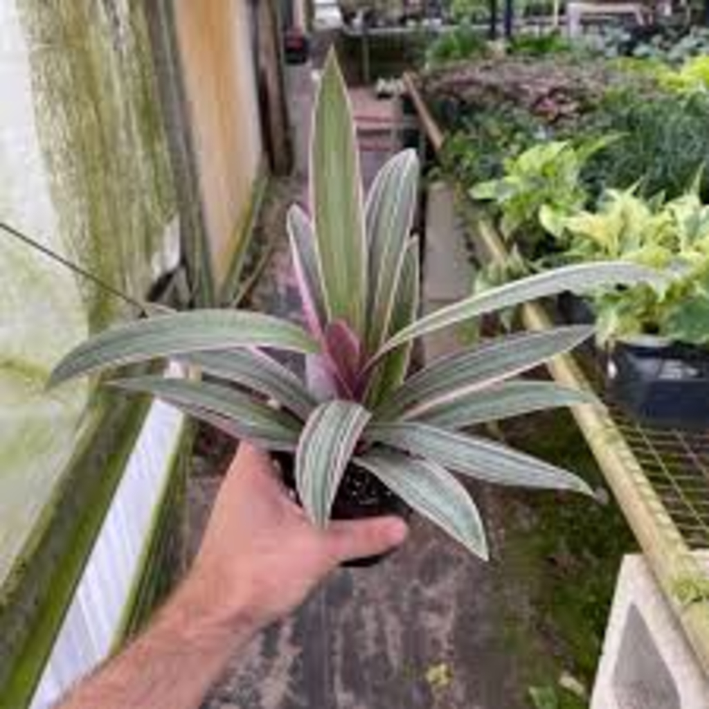 Rhoeo Plant, Rhoeo Discolor (Tricolor, Variegated) - Image 5