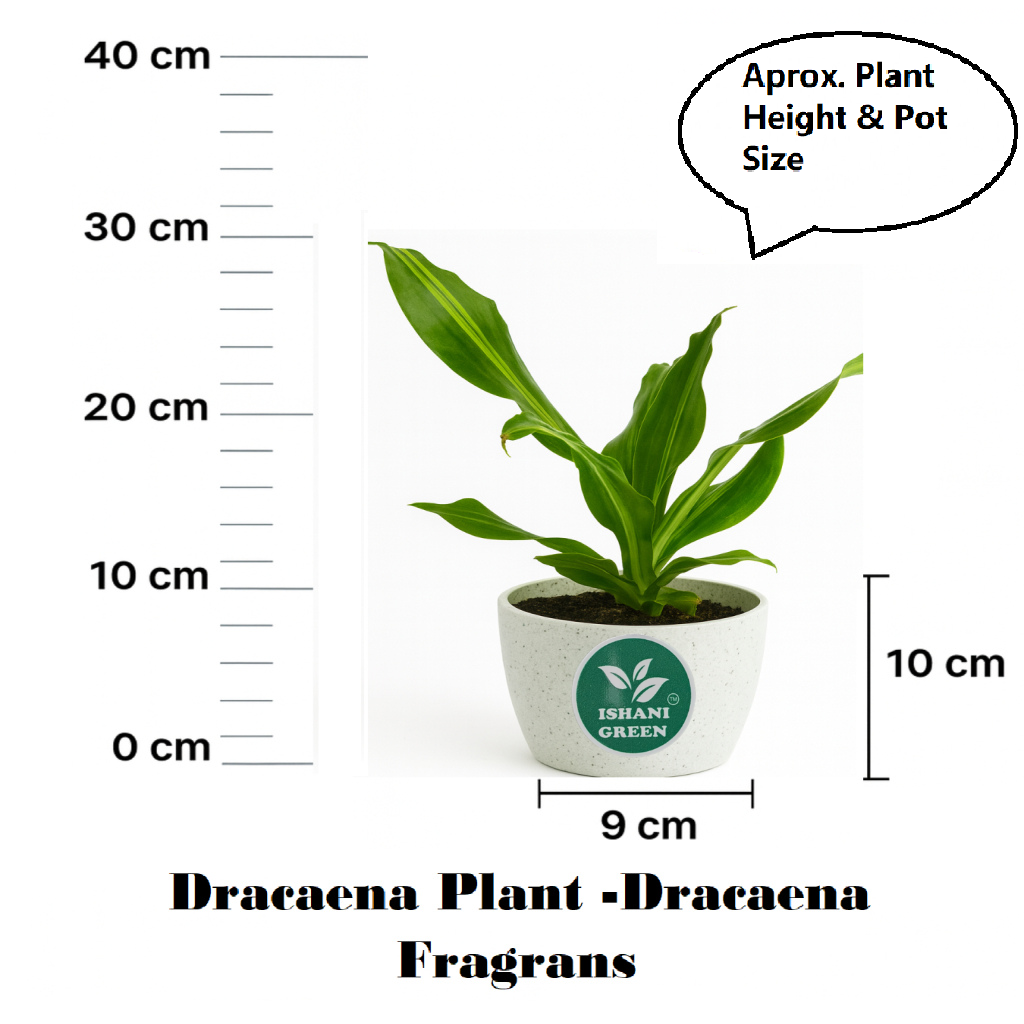 Cornstalk Plant (Dracaena Fragrans) - Image 6