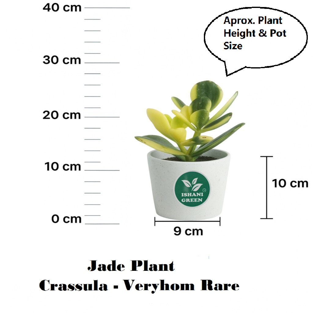 Jade Plant (Variegated/Lemon Lime Jade) - Image 6