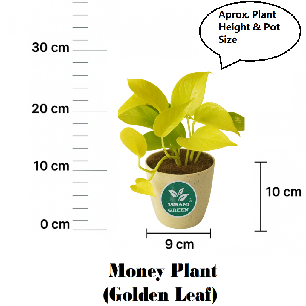 Money Plant (Golden) - Image 6