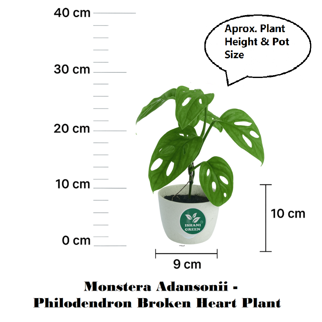 Monstera Adansonii - Philodendron Broken Heart - Image 6