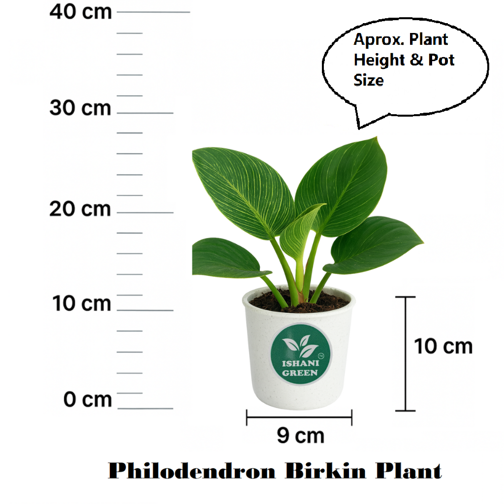 Philodendron Birkin Plant - Image 6